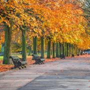 As autumn arrives, what do the trees currently look like in your street?