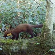 The native pine marten captured on camera at Longleat