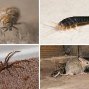 From silverfish to spiders, our homes are 