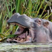 Longleat Safari Park is looking to bring hippos back to the Wiltshire estate