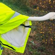 The swan was caught by police after it caused traffic on the busy M4