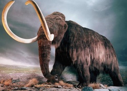 Mamut, Długa, Trąba