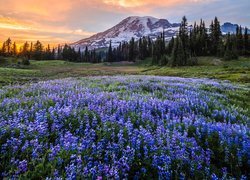 Stany Zjednoczone, Waszyngton, Park Narodowy Mount Rainier, Stratowulkan, Mount Rainier, Łąka, Łubin, Góry