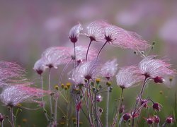 Prairie Smoke