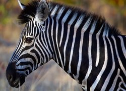 Zebra