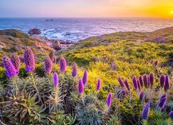 Żmijowce wspaniałe na wybrzeżu Big Sur