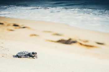 Spot turtles hatching in the winter months