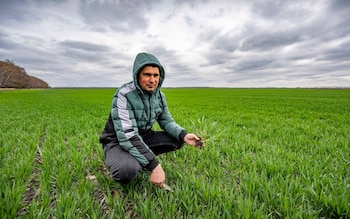 Anton Vasylenko of Gas Argo Agricultural Company that grows wheat,Corn and produces Sunflower Oil in a field of winter wheat