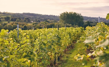 Vineyards in Paunton Court 