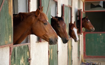 Horses are not so dumb, after all