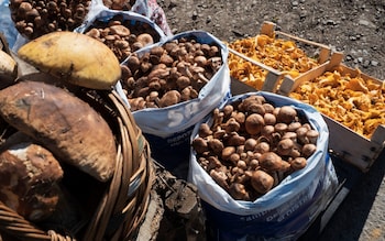 Mushrooms sold in large baskets