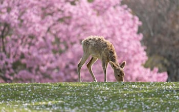 Cherry blossom in Japan