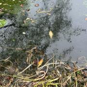 Dead fish were found floating on the surface of the pond in St Anne's Well gardens