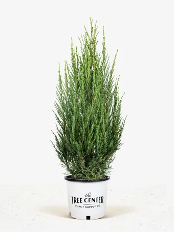 Skyrocket Juniper