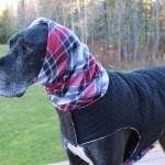 Great Dane Winter Coat Pattern