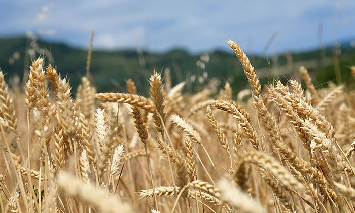 wheat field