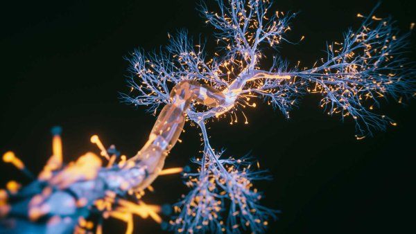 A rendered 3D graphic image of a neuron.