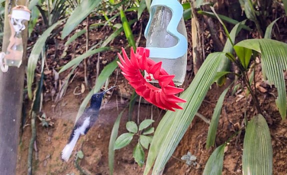 Foto de um beija-flor se aproximando da garrafa desenvolvida pelo laboratório