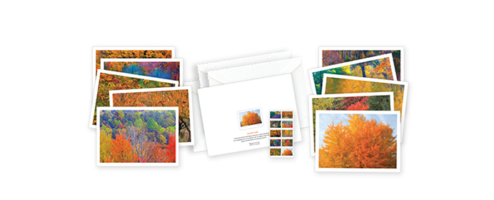 Autumn Notecards available in The Postal Store.