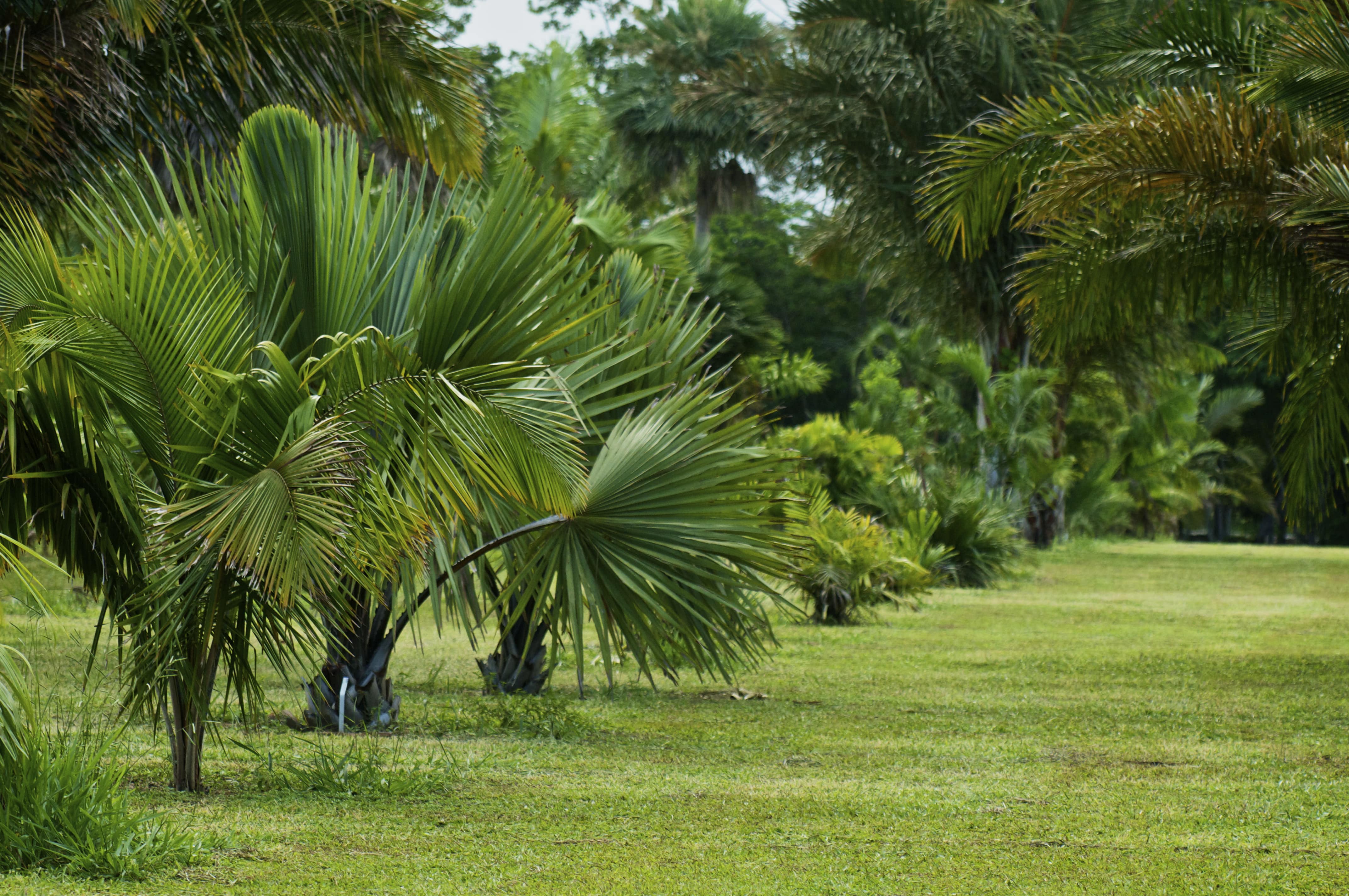 plantas