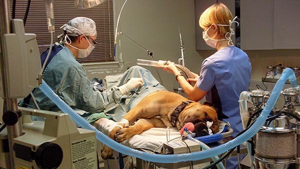 Veterinary Surgery & Anesthesia With Burloak Animal Hospital