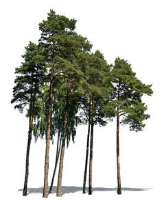 group of tall pine trees