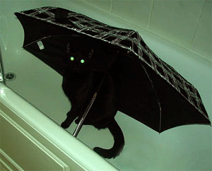 Lola the cat sitting under an umbrella in the bath tub.