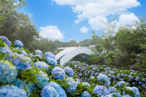 【萬里/景點】超過8000坪的藍色花海，每年一定都會回訪的高家繡球花田的萬里第三園區