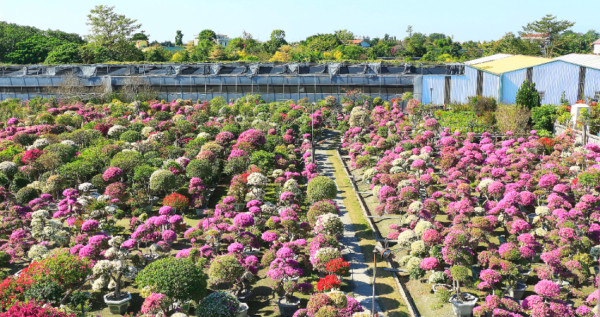 Open Garden！田尾公路花園周邊有將近400家花園任你逛，拍照打卡美美照片的輕鬆拍，秋季賞花不可錯過。