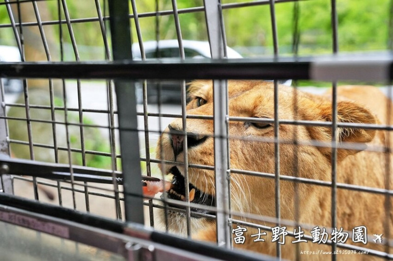 日本日本靜岡-富士野生動物園➤近距離看動物➤還可以餵獅子哦