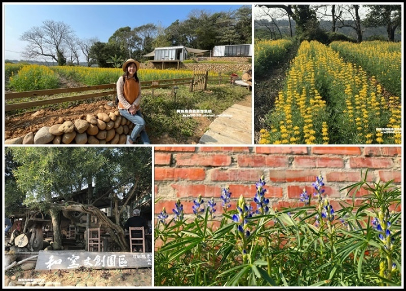 桃園龍潭。和窯文創園區魯冰花開了｜品茗咖啡下午茶放空的好地方