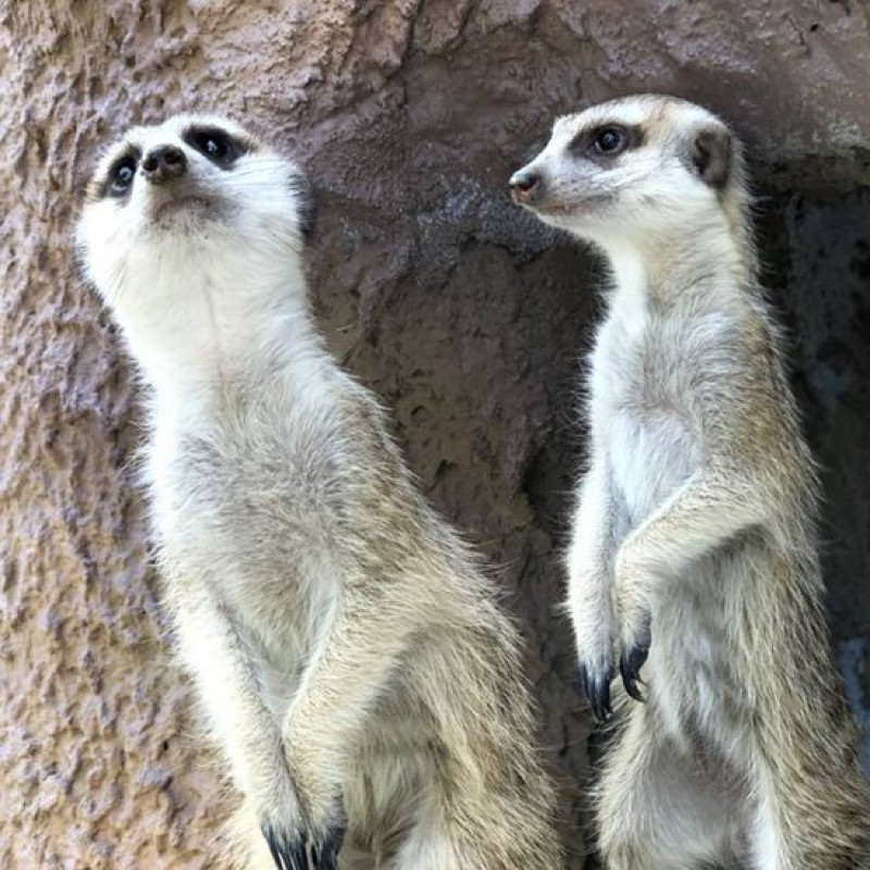 「丁滿」驚傳現身高雄市！壽山動物園八月分推出與狐獴互動體驗，獅子王的大小影迷們趕快反手刀衝。