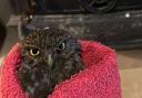 This owl definitely has the face of an animal that has been stuck in a chimney