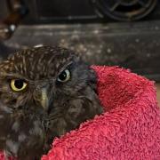 This owl definitely has the face of an animal that has been stuck in a chimney