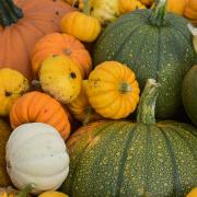 Pumpkin stock. Photo: Newsquest