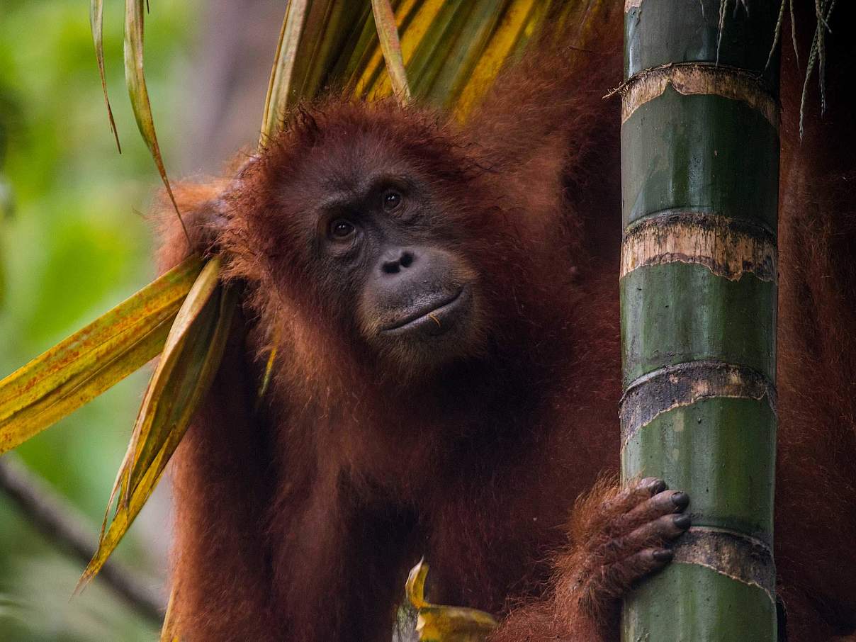 Orang-Utan in Bukit Tigapuluh © Neil Ever Osborne / WWF-US