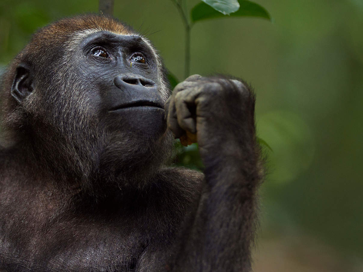 Westlicher Flachlandgorilla © naturepl.com / Anup Shah / WWF