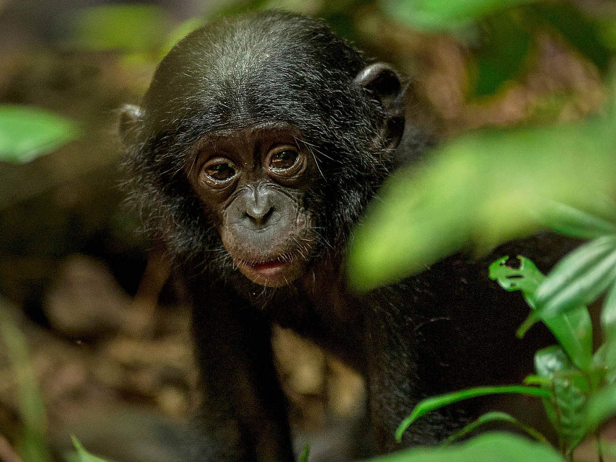 Bonobobaby in Luikotole in Salonga © Theo Webb / naturepl.com / WWF