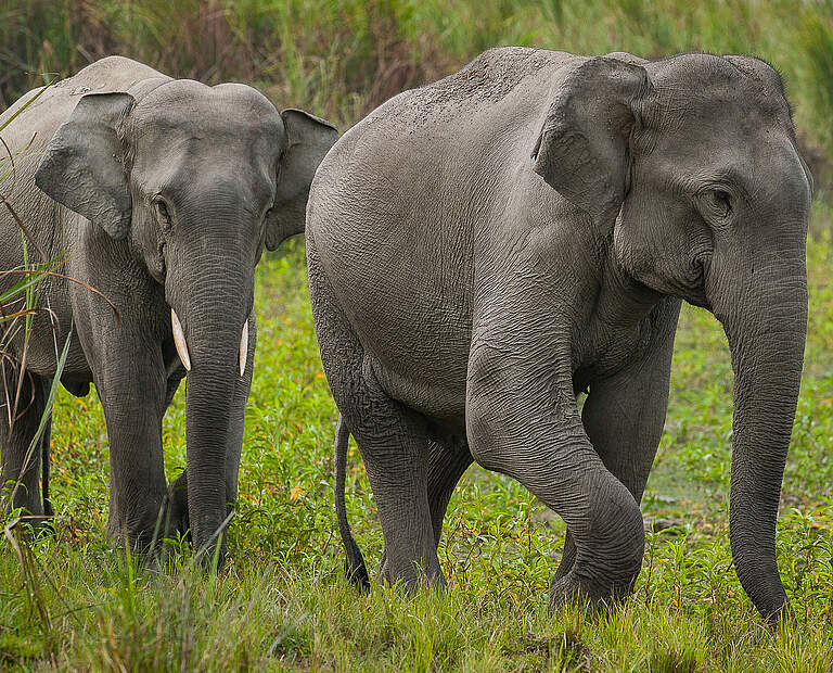 Asiatische Elefanten © Ola Jennersten / WWF Schweden