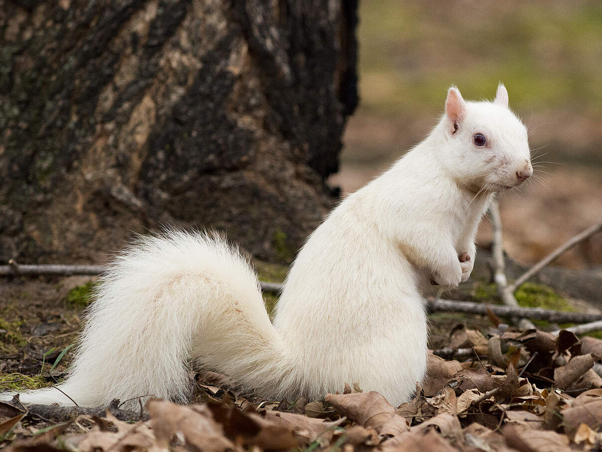 Weiß Grauhörnchen Ilinois © EEI Tony / iStock / Getty Images