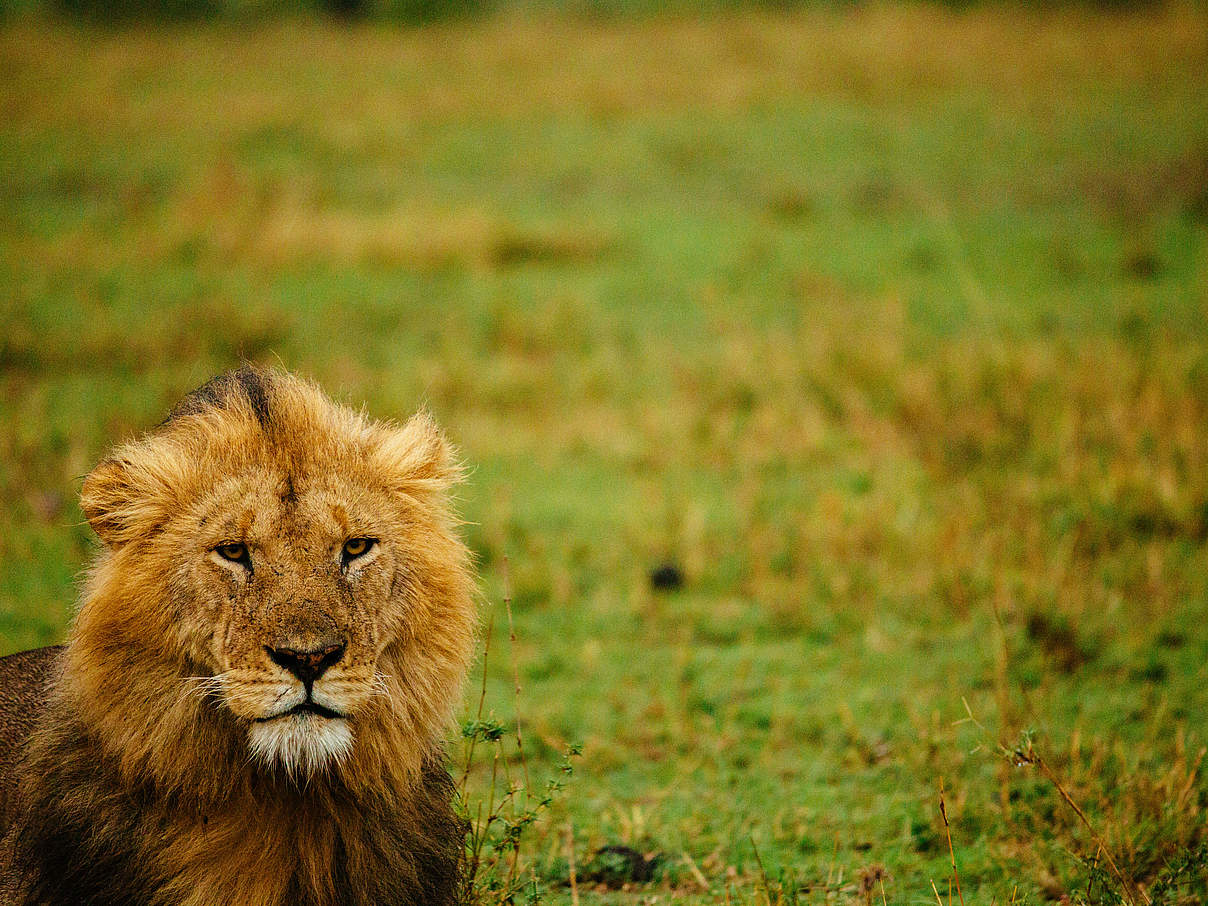 Männlicher Löwe im Gras der Maasai Mara © Greg Armfield / WWF-UK