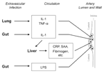 Thumbnail of "Echo" hypothesis: activation of atheroma-associated cells by bacterial products and cytokines released in response to extravascular infection. a. Extravascular infection stimulates production of inflammatory cytokines, e.g. interleukin-1 (IL-1) and tumor necrosis factor-alpha (TNF-α), that can elicit an echo cytokine response from inflammatory cells in residence at sites of atherogenesis. Circulating microbial products, e.g. endotoxin, can also elicit an echo response at the artery