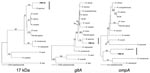 Thumbnail of Phylogenetic relationships between Rickettsia sp. and rickettsial genes amplified from the patient (PMK 94) inferred from comparison with the rickettsial 17-kDa antigen gene, gltA, and ompA sequences by the neighbor-joining method. Bootstrap values of 1,000 replicates are indicated.