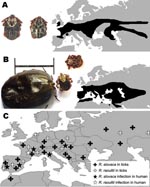 Thumbnail of Dermacentor reticulatus, the ornate dog tick (A) (female, left; male, right), and D. marginatus, the ornate sheep tick (B) (engorged female, left; unfed female, center; male, right; scale bar = 1 cm), and their distribution. D. marginatus is most frequently found in Mediterranean areas of Europe with dense bush and tree cover and is common under oak and pine vegetation. It also has a restricted distribution in North Africa, in the cooler and more humid areas associated with the Atla