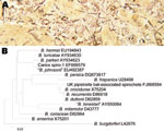 Thumbnail of A) Warthin-Starry–stained section of bat liver showing numerous spirochetes. B) Phylogram inferred from 776-bp alignment of flaB fragments obtained from infected bat liver tissue and for other members of the relapsing fever group of Borrelia species for which sequence data were available. B. burgdorferi is included as an outgroup. The numbers appearing after the names of the Borrelia species are the relevant GenBank accession numbers. Scale bar indicates nucleotides substitutions per site.