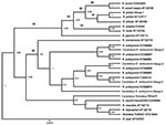 Thumbnail of Phylogenetic relationship of 6 rickettsial outer membrane protein B rickettsiae groups (578 bp) identified in Amblyomma maculatum ticks collected in Arkansas and similar rickettsiae identified from GenBank. The tree was constructed by using the maximum-likelihood and maximum-parsimony analysis in BEAST 9 (http://beast.bio.ed.ac.uk/Main_Page) Numbers on lines are bootstrap support values &gt;75 and numbers at nodes are posterior values. Scale bar indicates nucleotide substitutions pe