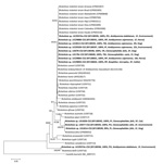 Thumbnail of Phylogenetic inferences by neighbor-joining method from 1,000 replicated trees based on partial sequence of the gltA gene (CS2 401 bp).Evolutionary distances were estimated by the Kimura 2-parameter model. Bootstrap values &gt;60% are shown (neighbor-joining/maximum-parsimony). Sequences obtained are in boldface, and GenBank accession numbers are in parentheses, followed by the similarity percentage (BLAST, http://blast.ncbi.nlm.nih.gov), the locality acronym (PO, Porciúncula; RP, S