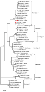 Thumbnail of Phylogenetic tree of nucleotide sequences of CCHFV. Phylogenetic tree based on the 260 bp of the small segment of the CCHFV genome. The multiple sequence alignment was obtained by using MEGA 5.1 (http://www.megasoftware.net), and the phylogenetic tree was constructed by the maximum-likelihood method using 1,000 bootstrap replicates of the sequence data. The tree is drawn to scale with branch length in the same unit as those of the evolutionary distance used to infer the phylogenetic