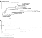 Thumbnail of Phylogenetic trees for partial 16S rRNA gene sequences of an Anaplasma phagocytophilum isolate obtained from a patient with human granulocytic anaplasmosis in South Korea (black dots) and those of the A. phagocytophilum strains reported from A) South Korea and B) other countries. Trees were constructed by using the neighbor-joining method. Locations (country/province or city), hosts, and GenBank accession numbers are indicated. Branch lengths of trees show evolutionary distances. Sc