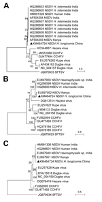 Thumbnail of Phylogenetic analysis of Nairobi sheep disease virus (China) and other nairoviruses. The phylogenetic trees were generated in MEGA5.2 software (http://www.megasoftware.net). The complete coding regions for nucleocapsid protein in the small segment (A), glycoprotein precursor in the medium segment (B), and RNA dependent RNA polymerase in the large segment (C) were analyzed by the maximum-likelihood method. An emergent severe fever thrombocytopenia syndrome virus (SFTSV; genus Phlebov